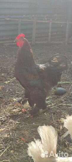 Петух брама