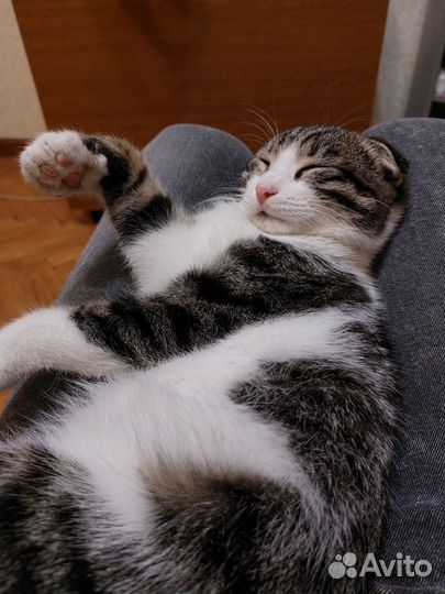 Котенок помесь шотланской вислоухой