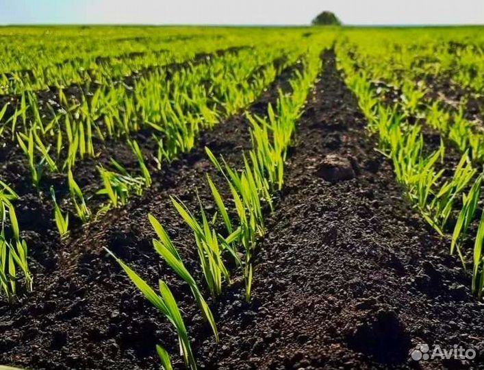 Плодородный грунт, Торф, Чернозём, Земля