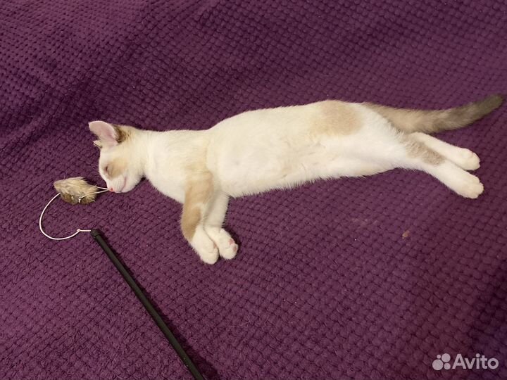 Котенок бесплатно