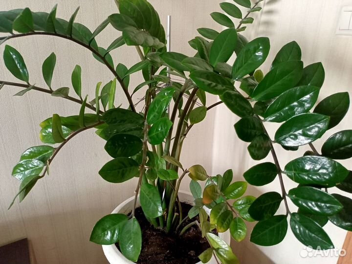 Комнатное растение замиокулькас, долларовое дерево