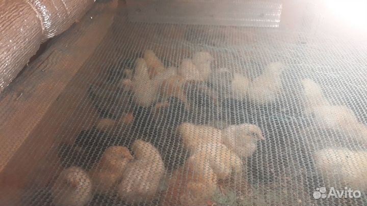 Суточные цыплята кур несушек.Принимаю заявки