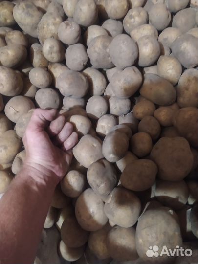 Картошка колобок