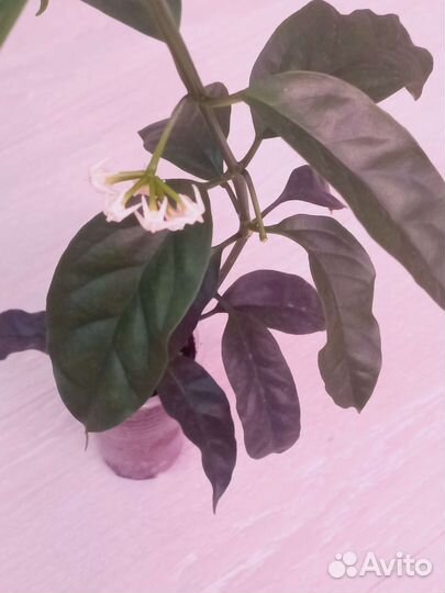 Хойи на срез, укоренённые