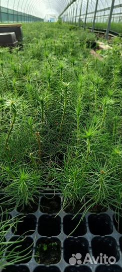 Саженцы ели европейской зкс в розницу