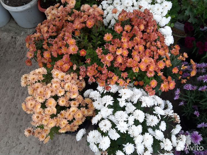 Хризантемы мультифлора в горшке