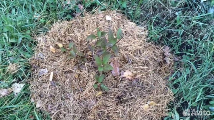 Удобрение мульча субстрат грибов вешенка