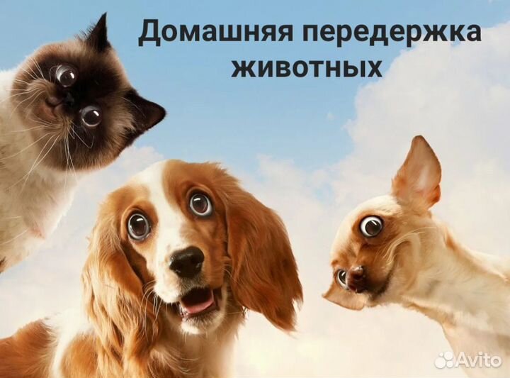 Передержка домашних животных