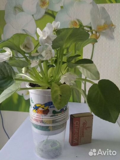 Фиалка полумини трейлер