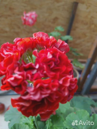 Пеларгония, комнатные и садовые растения