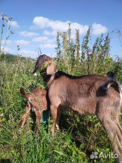 Англо-нубийский козёл