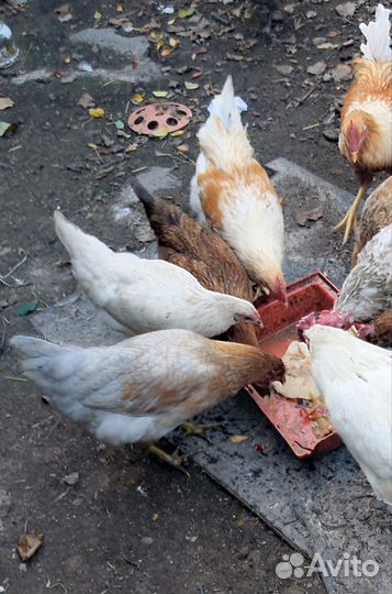 Куры молодки