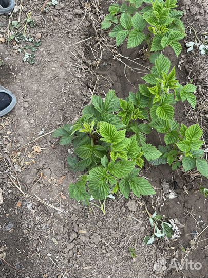 Малина ремонтантная