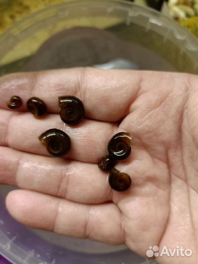 Улитки аквариумные