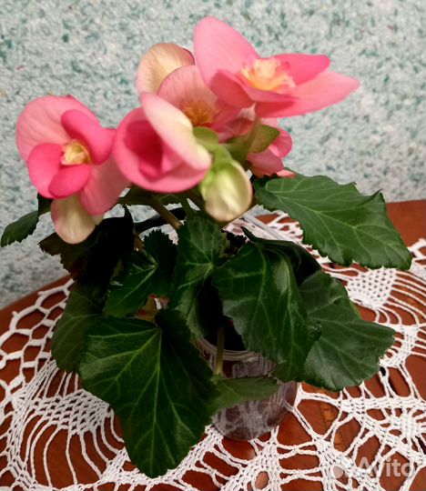 Бегония элатиор