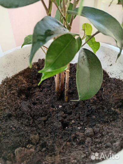 Фикус бенджамина