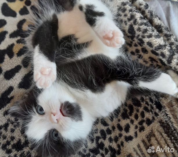 Кошка в дар