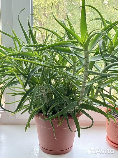 Алое столетник