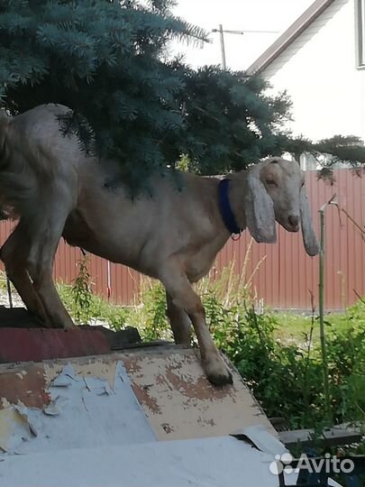 Козочка камори, козёл нубийский, козлики