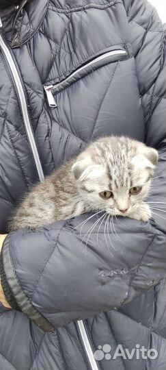 Котёнок шотландский вислоухий серый полосатый