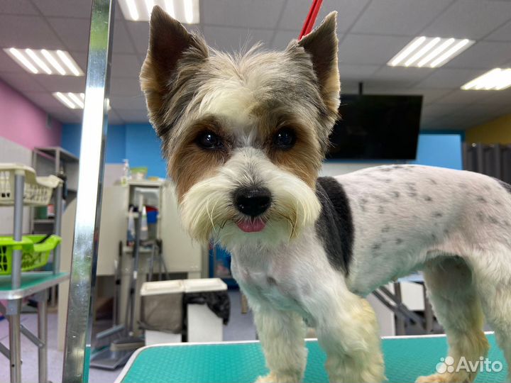 Стрижка собак и кошек