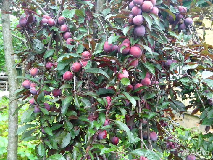 Саженцы Грецкого Ореха,Сливы,Вишни,Д.Винограда,Обл