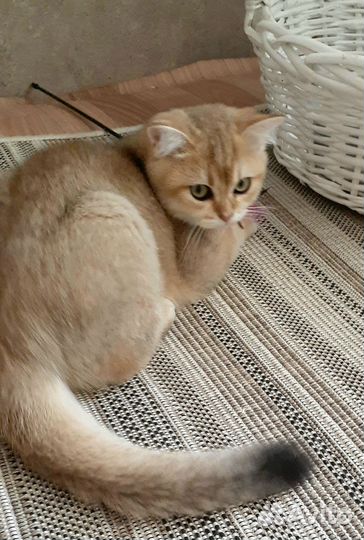 Золотая шиншилла