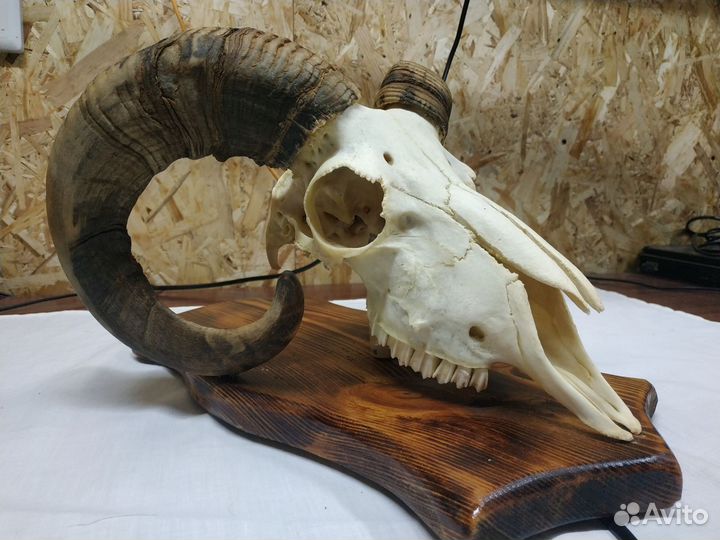 Светильник из черепа барана