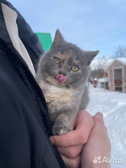 Кошки бесплатно