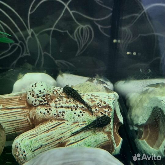 Декоративные сомики и креветки
