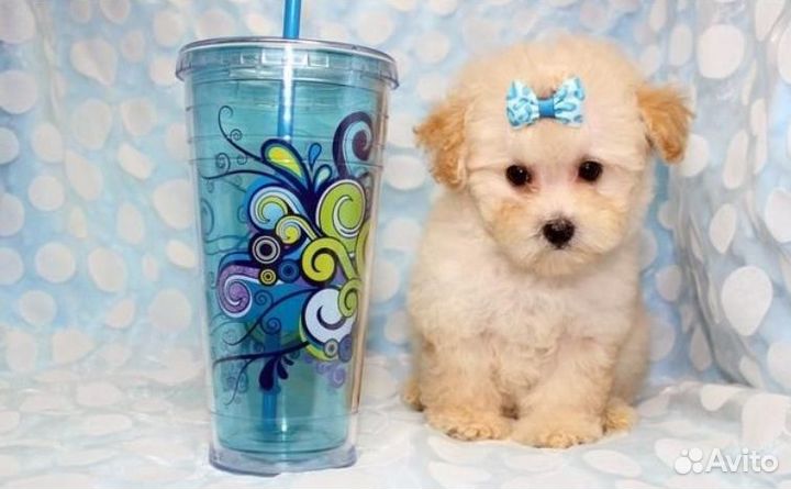 Мальтипу mini Адель