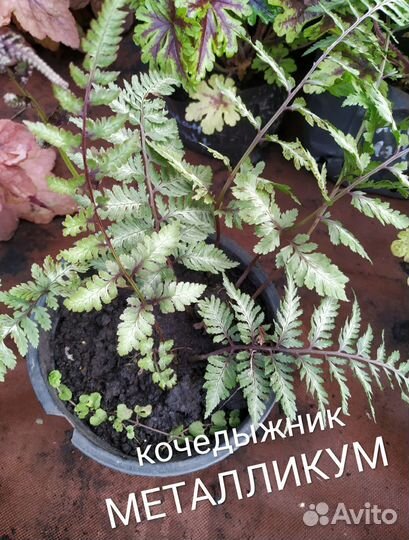 Садовые растения