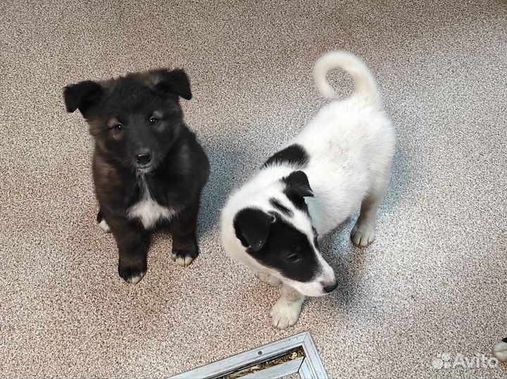 Помесь лайки