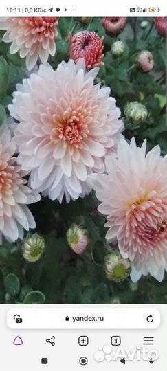 Хризантемы, бузульник