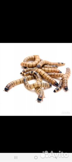 Кормовые насекомые (заморозка)