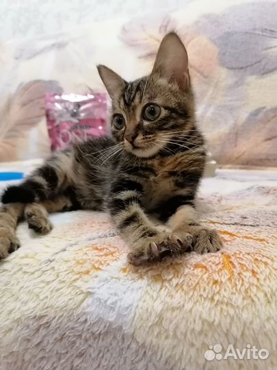 Котенок, мальчик