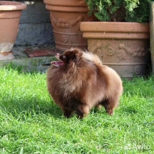 В хорошие руки