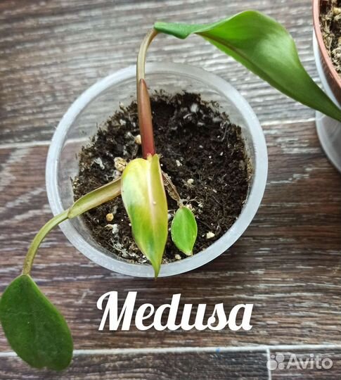 Филодендрон Medusa