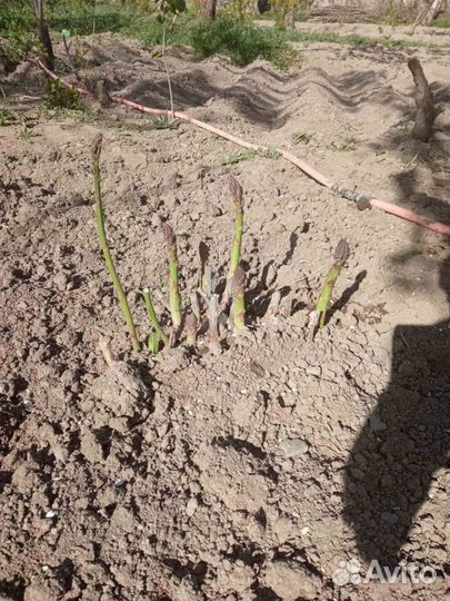 Рассада (Саженцы Спаржи)