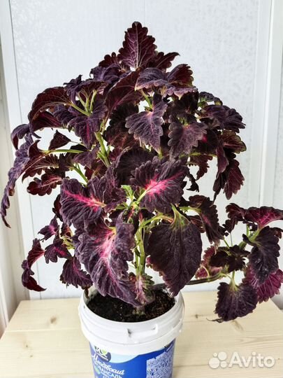 Колеус Черный дракон