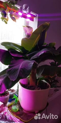 Банан киевский карлик