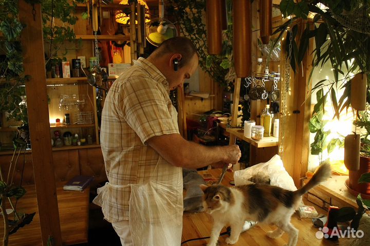 Стрижка кошек, котов на дому. Все районы города