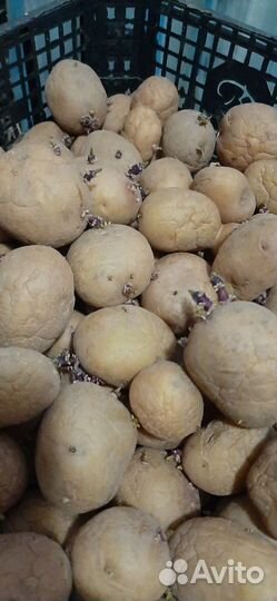 Посадочный картофель