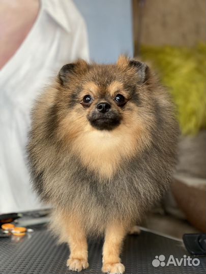 Померанский шпиц юниор девочка