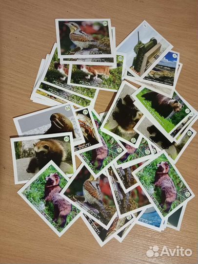 Карточки из Монетки