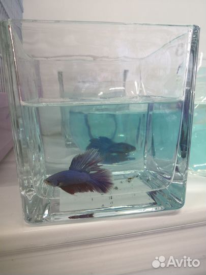 Рыбка петушок