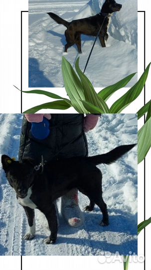 Собачка в поисках дома