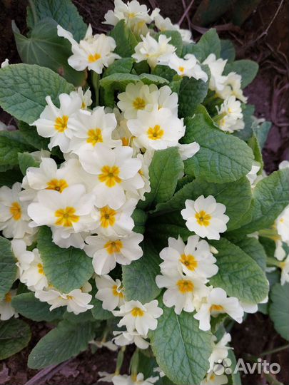 Примула (фото живое)