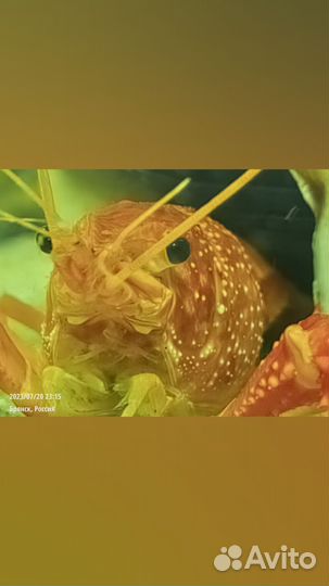 Флоридский рак