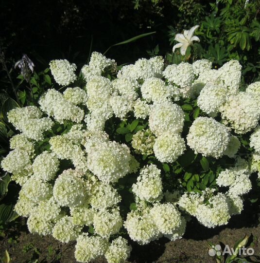 Гортензия Бобо метельчатая